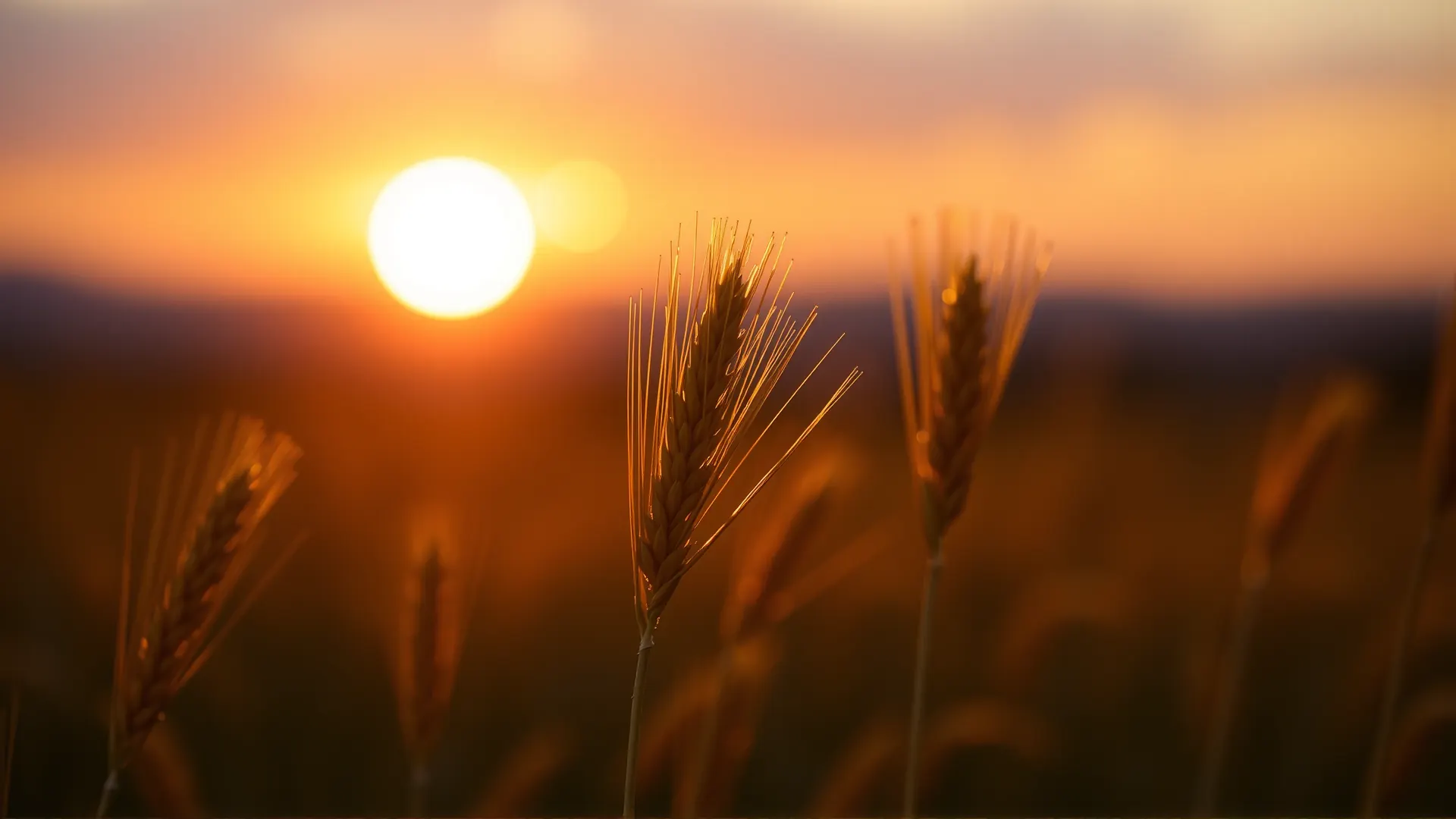 Backlit wheat heads at sunset with the low sun glowing behind them